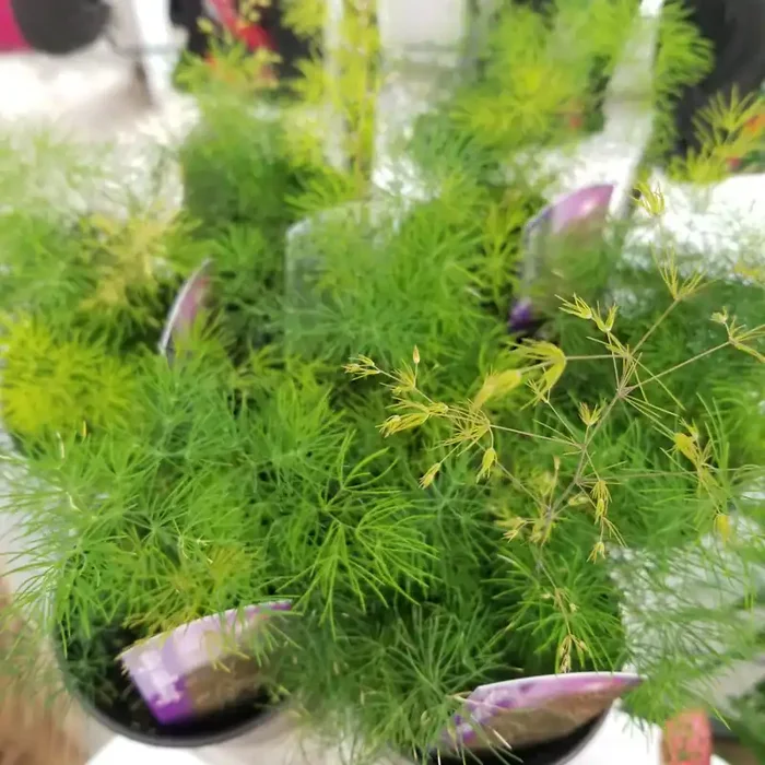 4″ FERN ASPARAGUS SPRINGERII