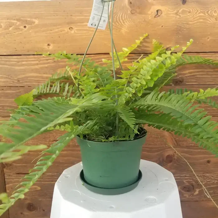 6″ Boston Fern