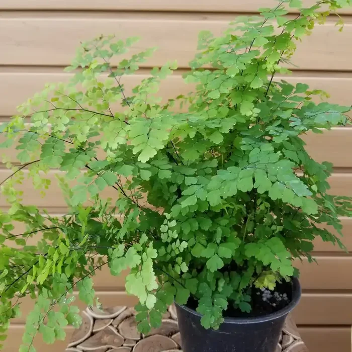 6″ Fern Maidenhair Rosy