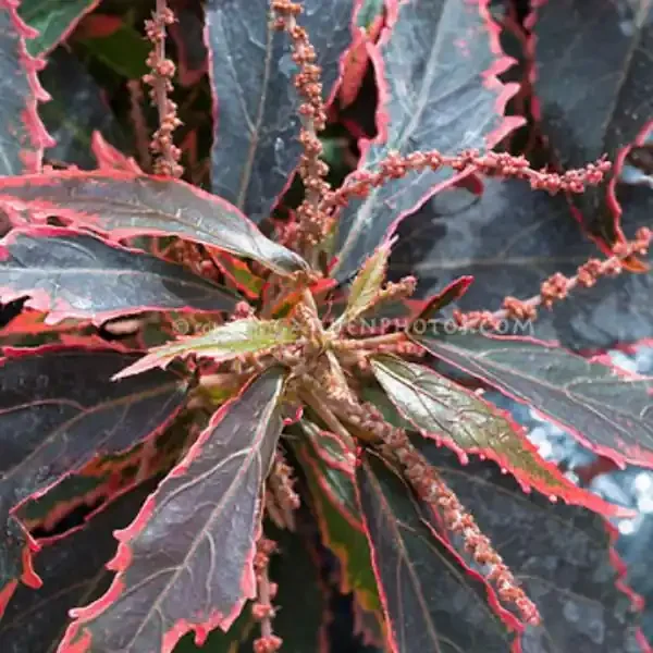 Acalypha Red – 4 1/3″ pot