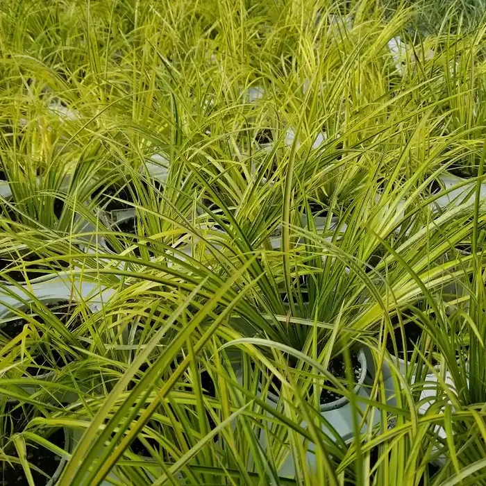 Acorus Grass Oborozuki- 4 1/3″ Pot