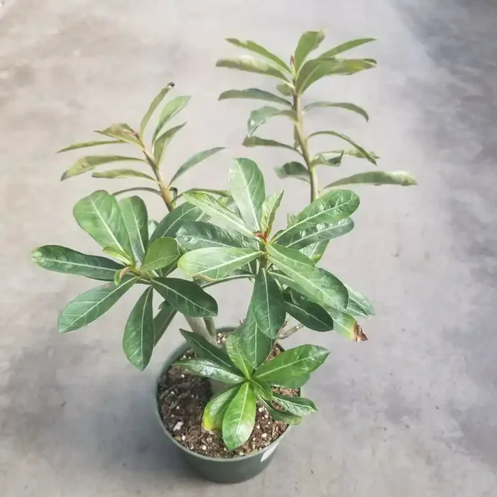 Adenium- 6″