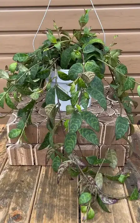 Aeschynanthus longicaulis ‘Black Pagoda’- 6″