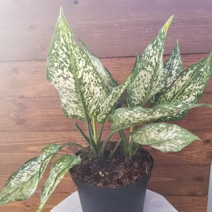 AGLANOEMA ‘Spring Snow’- 6″