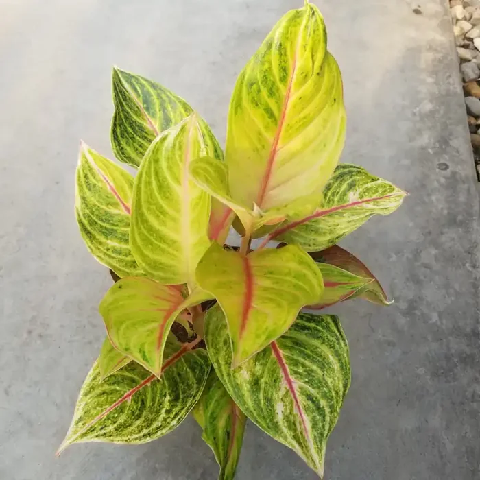 Aglaonema ‘Golden Flourite’ – 6″