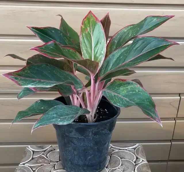 Aglaonema, Red/ Pink- 6″