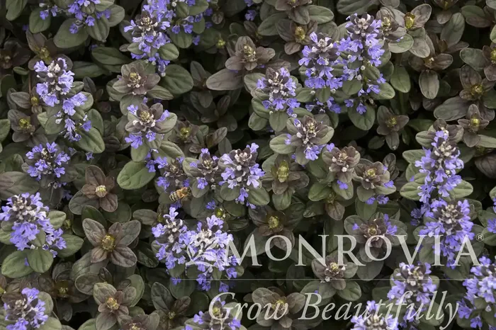 AJUGA ‘CHOCOLATE CHIP’, SIZE QUART