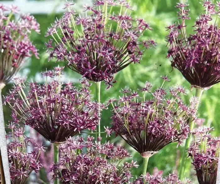 ALLIUM ‘MIAMI’- 8 BULBS PER PACKAGE