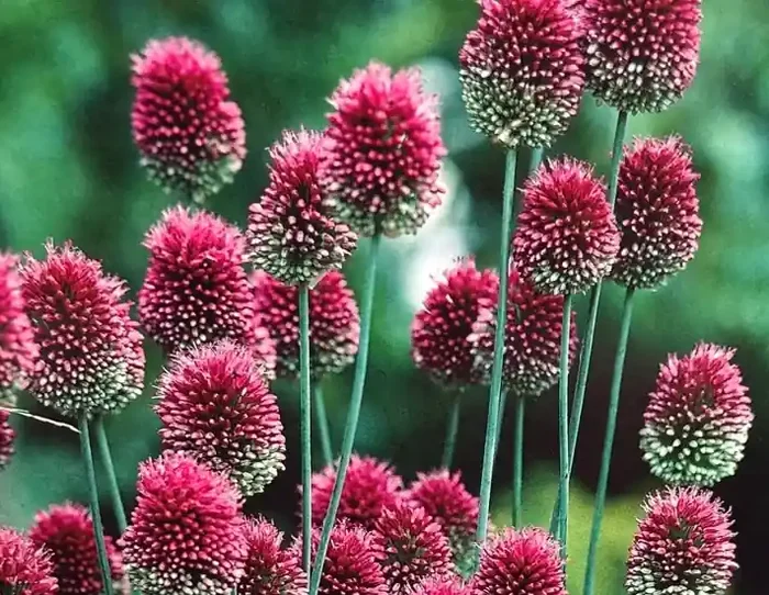Allium sphaerocephalon- 30 Bulbs Per Package