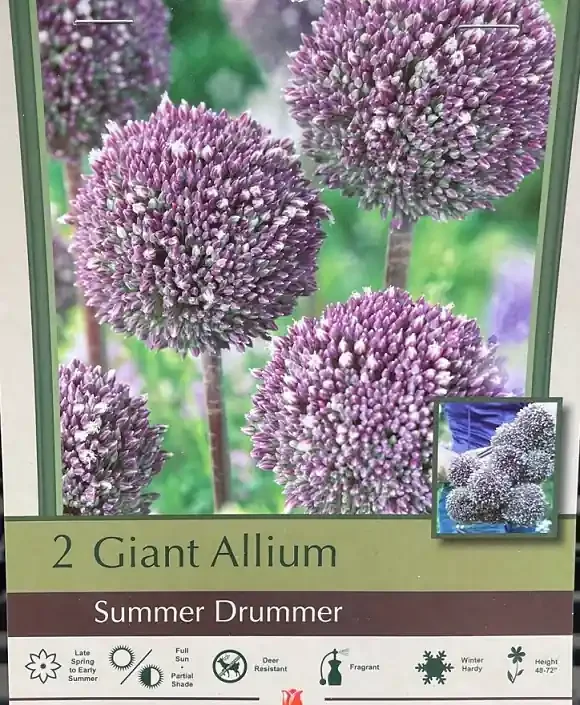 ALLIUM ‘SUMMER DRUMMER’ – 2 BULBS PER PACKAGE