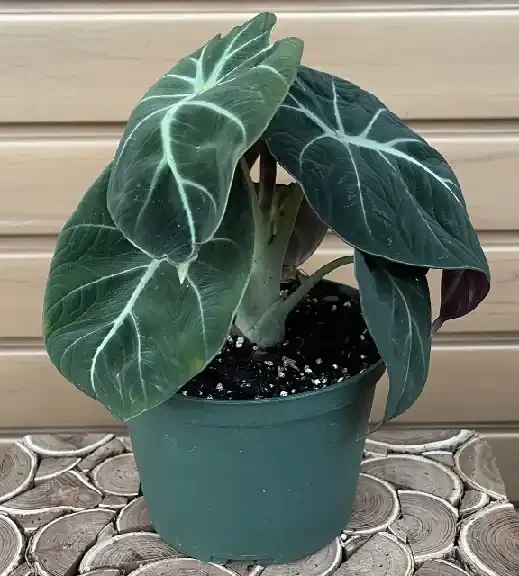 ALOCASIA ‘Black Velvet’ – 6″
