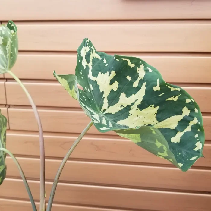 ALOCASIA ‘HILO BEAUTY’ – 6″