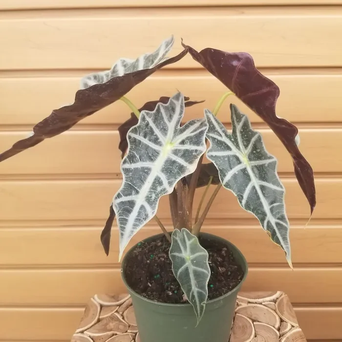 ALOCASIA ‘Polly’ – 6″