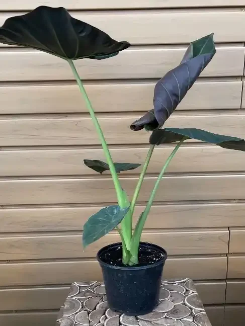 ALOCASIA ‘Regal Shield’ – 6″