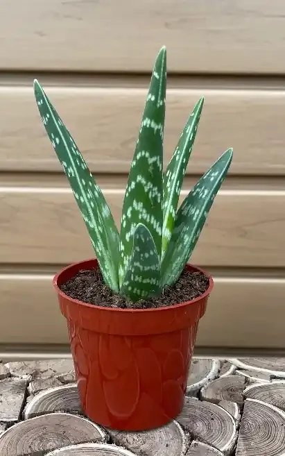 ALOE ‘Pheasant Breast’ – 3″