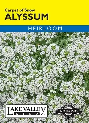 ALYSSUM CARPET OF SNOW