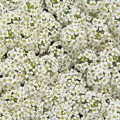 Alyssum Giga White- 4 pak