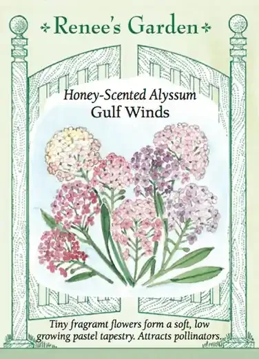 ALYSSUM GULF WINDS MIX