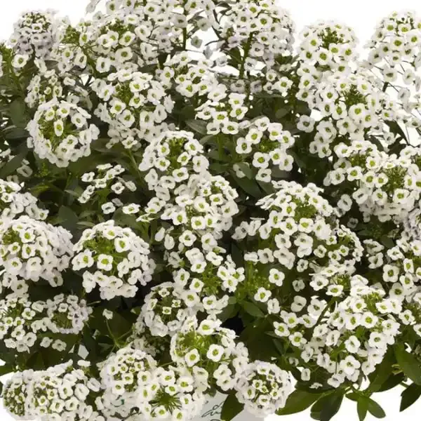 Alyssum Lobularia Stream™ White – 4 1/3″ pots