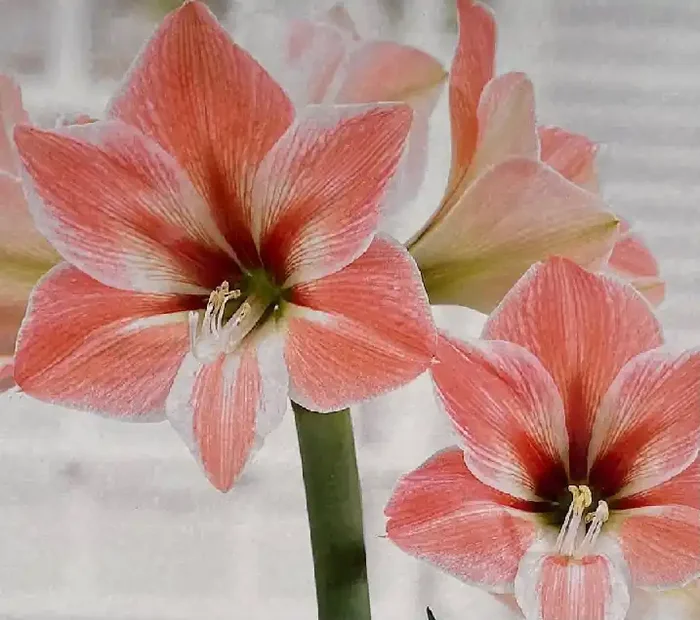 AMARYLLIS BULB, APRICOT PARFAIT