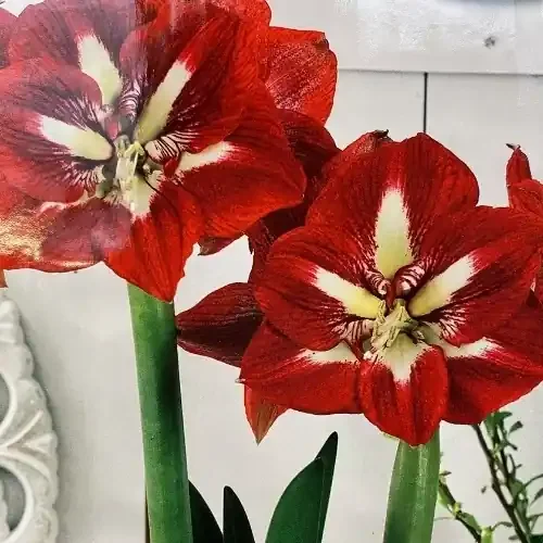 AMARYLLIS BULB, BARBADOS