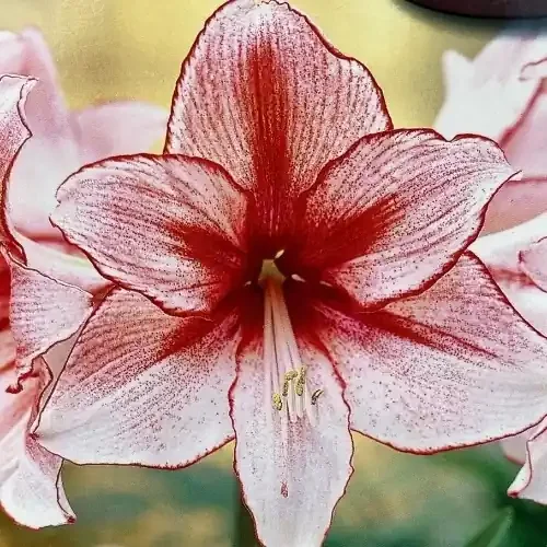 AMARYLLIS BULB, CHARISMA