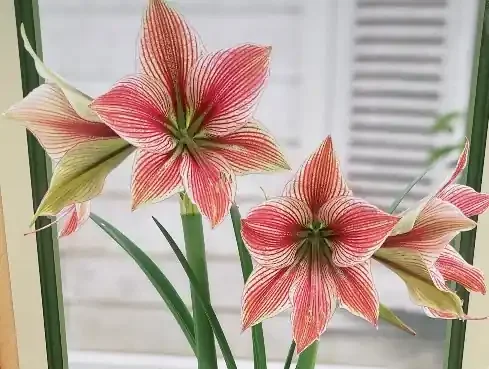 AMARYLLIS BULB, EXOTIC STAR