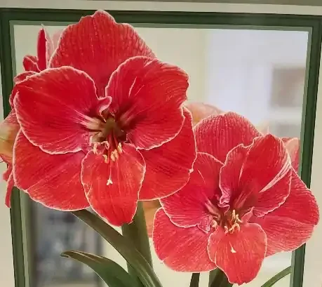 AMARYLLIS BULB, MAGIC TOUCH