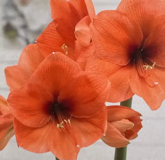 AMARYLLIS BULB, NARANJA