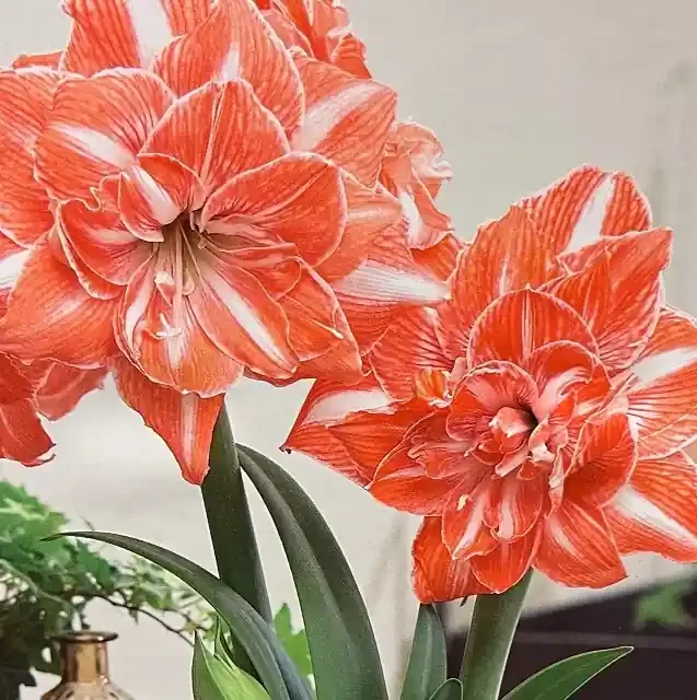 AMARYLLIS BULB, SUNSHINE NYMPH