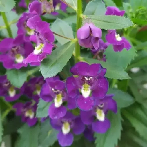 Angelonia ‘Alonia Big Indigo’- 4 1/3″ pots