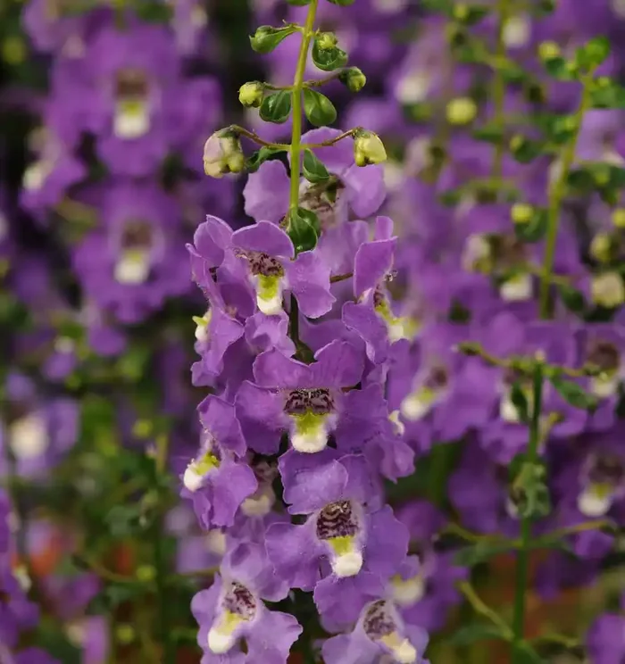 Angelonia Archangel™ Purple – 4 1/3″