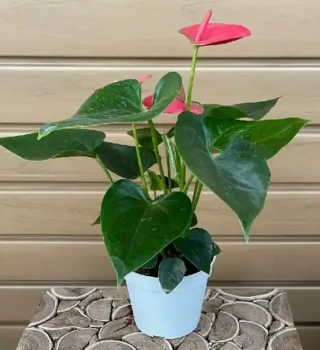 ANTHURIUM, Assorted Colors- 4″