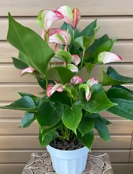 ANTHURIUM, Pink/ White- 6″