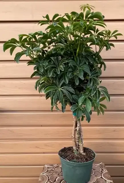 ARBORICOLA, Braided- 6″