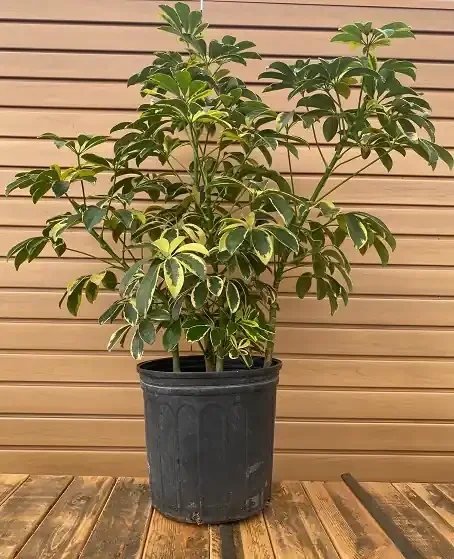 ARBORICOLA, Variegated- 10″