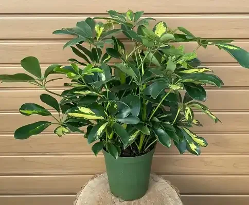 Arboricola, Variegated- 6″