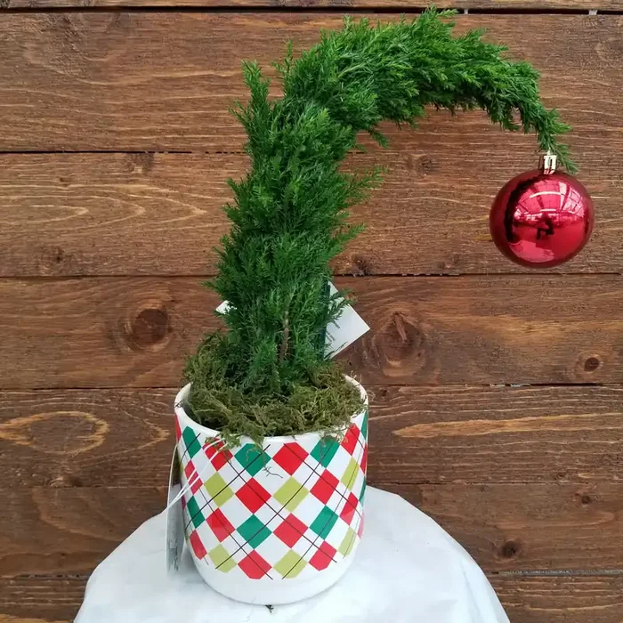 Argyle Grinch Cypress – 4″