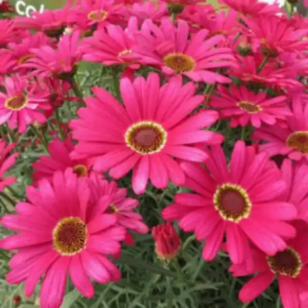 Argyranthemum Grandaisy Dark Pink- 10″