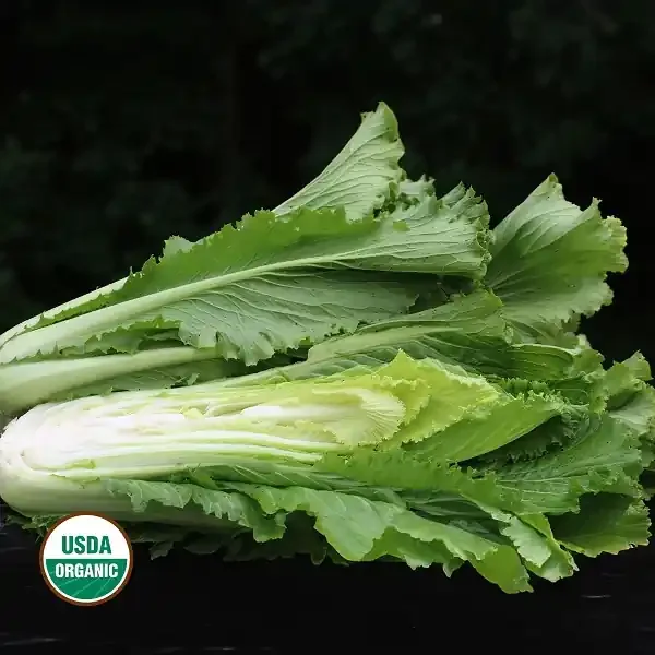ASIAN GREEN, CHINESE CELERY CABBAGE