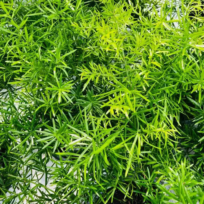 Asparagus Sprengeri sp.- 4 1/3″ pot