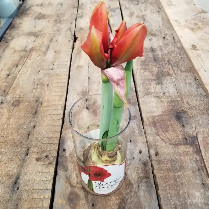 ASST GLASS AMARYLLIS KITS