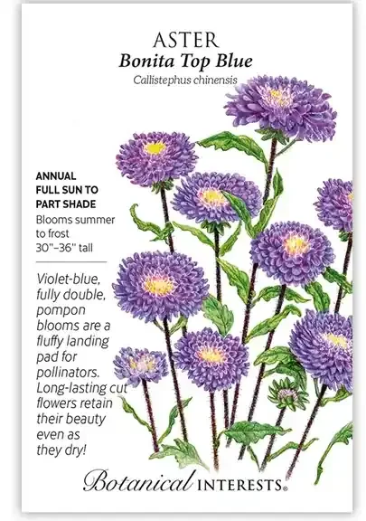ASTER BONITA TOP BLUE Botanical Interests®