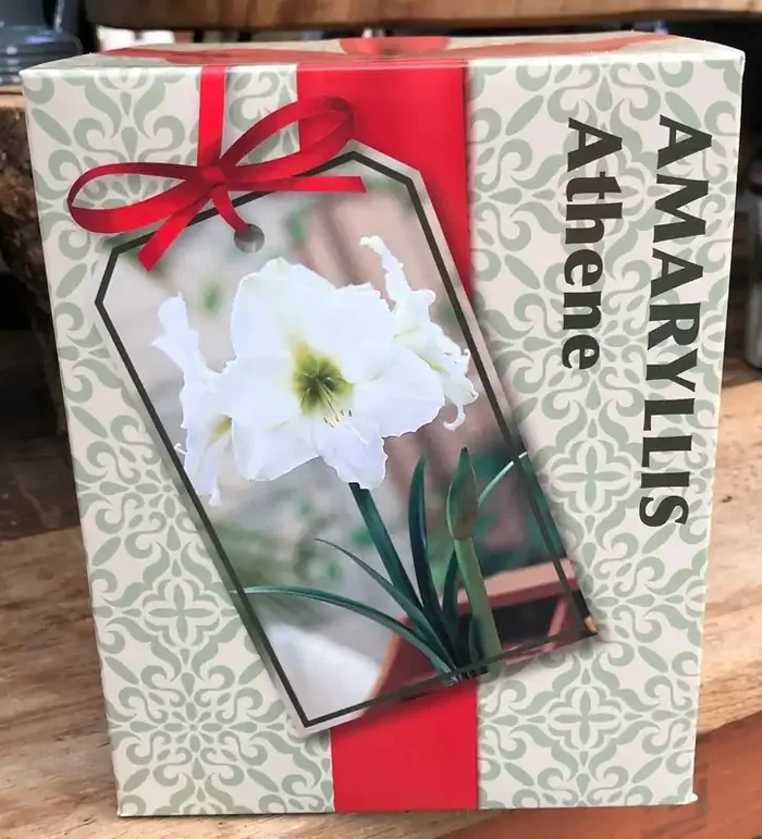 ATHENE AMARYLLIS KIT