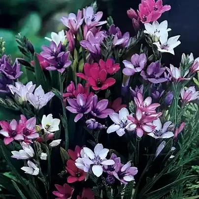 BABIANA STRICTA – PACKAGE OF 12 BULBS