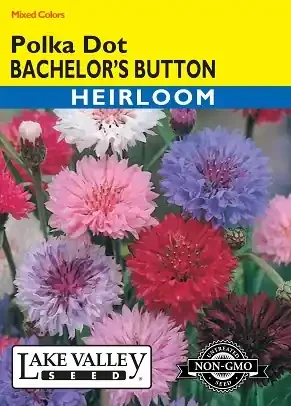 BACHELOR BUTTON POLKA DOT MIX