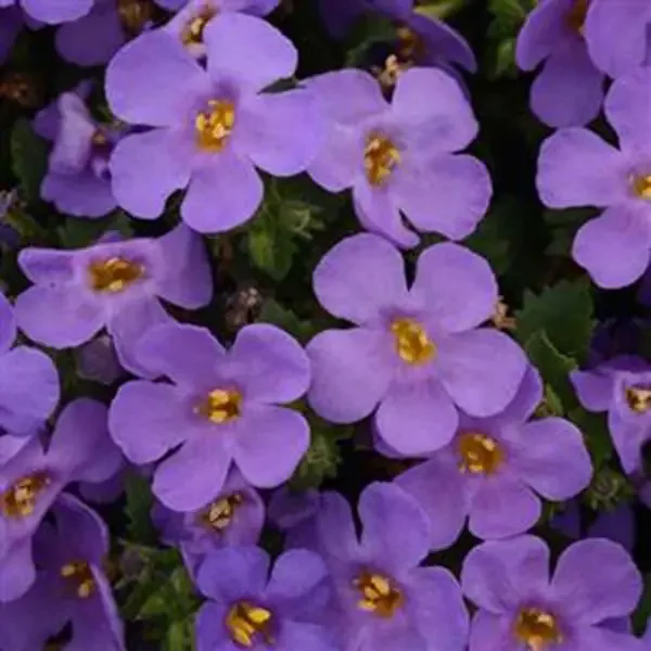 Bacopa MegaCopa™ Blue – 4 1/3″ pot