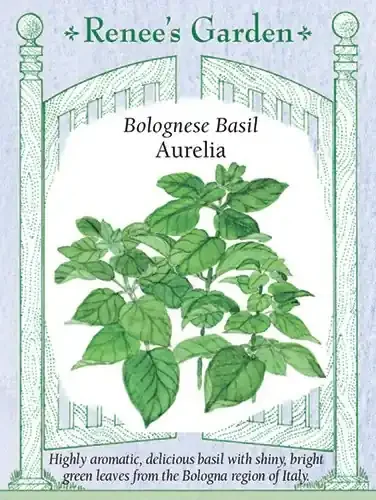 BASIL AURELIA BOLOGNESE