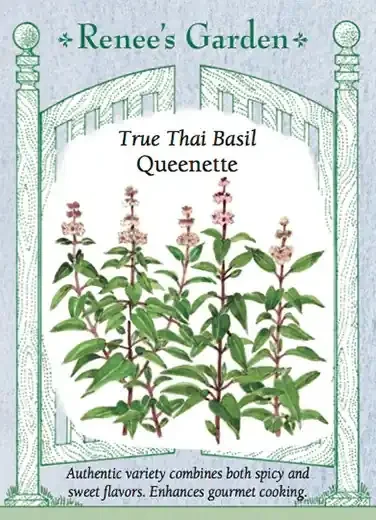 BASIL QUEENETTE THAI
