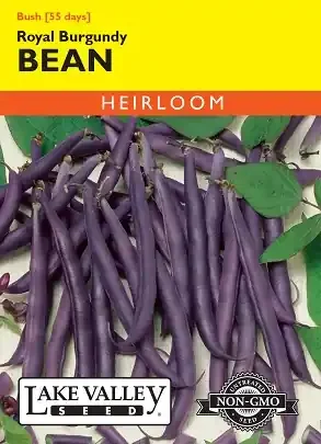 BEAN BUSH ROYAL BURGUNDY